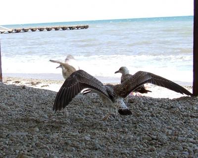 Прикрепленное изображение: DSCF7824.jpg